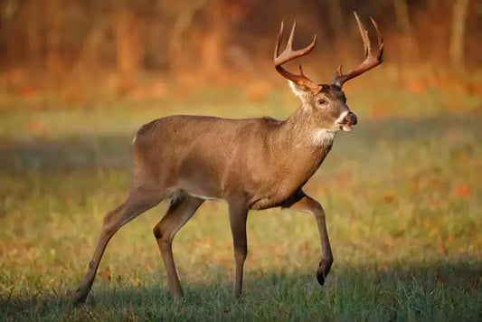 Introduction to TMB Processing | The Meat Block's Wild Game Software